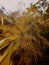 Megathyrsus maximus or guinea grass flower with sunlight