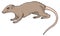 megazostrodon rat mouse dinosaur ancient vector illustration transparent background