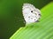 Megisba malaya sikkima a white butterfly