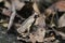 Megophrys montana (Asian horned frog  Asian spadefoot toad  Javan horned frog)