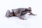Megophrys parva Lesser Stream Horned Frog : frog on white back