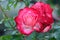 Meilland Rose Aachener Dom or Pink Panther Rose. MEIcapinal rose