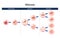 Meiosis. cell division. homologous chromosomes