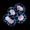 Meiosis In Telophase And Cytokinesis Stage, Division Of The Cytoplasm Into Two Daughter Cells. 3D Render