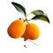 Meiwa kumquat isolated on white. Kumquats, cumquats small fruit-bearing tree in flowering plant family Rutaceae. Round kumquat