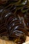 Mekabu Seaweed-Undaria pinnatifida