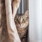 Mekong Bobtail Cat Peeking Out from Behind a Curtain