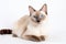 Mekong Bobtail Cat On White Background. Generative AI