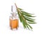 Melaleluca tea tree essential oil with twig.