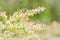 Melaleuca bracteata or weeping willow