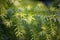 Melaleuca bracteata - white cloud tree close-up view