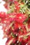 Melaleuca citrina, commonly known as common red, crimson or lemon bottlebrush