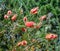 Melaleuca citrina, commonly known as common red, crimson or lemon bottlebrush, is a plant in the myrtle family