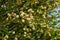 Melaleuca ericifolia swamp paperbark flowers on tree in spring Arboretum Park Southern Cultures in Sirius Adler Sochi.