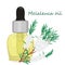 Melaleuca essential oil vector illustration