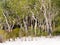 Melaleuca Forest near a white sand beach, Australia