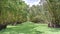 Melaleuca forest in sunny morning