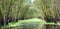 Melaleuca forest in sunny morning