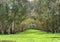 Melaleuca forest in sunny morning