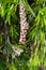 Melaleuca leucadendra seed on stem. Callistemon lemon fruit. Vertical photography