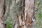 Melaleuca Leucadendra Weeping Paperbark tree and vine