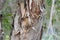 Melaleuca Leucadendra Weeping Paperbark tree and vine