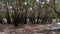 Melaleuca leucadendra or weeping paperbark trees forest from myrtle family species during low tide season or dry season in a South