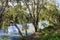 Melaleuca paper bark tree on edge of river