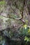 Melaleuca (Paperbark) Tree in Swamp