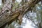 Melaleuca (Paperbark) Tree in Swamp