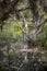 Melaleuca (Paperbark) Trees in Swamp