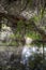 Melaleuca (Paperbark) Trees in Swamp