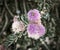 Melaleuca purple flower Showy Honey Myrtle