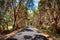 Melaleuca quinquenervia - Paperbark trees line the roads near Augusta