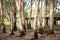 Melaleuca trees Wetland