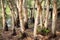 Melaleuca trees Wetland