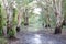 Melaleuca trees Wetland