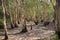 Melaleuca trees Wetland