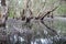 Melaleuca trees Wetland