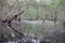 Melaleuca trees Wetland