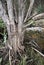 Melaleuca trunk, St Patricks River