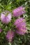 Melaleuca viminalis hot pink in bloom