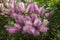 Melaleuca viminalis hot pink in bloom