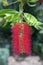 Melaleuca viminalis red in bloom