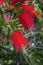 Melaleuca viminalis usually known as Callistemon viminalis, an ornamental shrub in the family Myrtaceae, endemic to Australia.