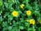Melampodium Divaricatum or Little Yellow Star flower