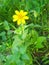 This Melampodium flower is still in the same family as sunflowers. Also known as Butter Daisy. The flowers are yellow,