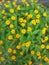 Melampodium is a genus of flowers whose sunny yellow flowers bring a smile, Gardening, defocused yellow flower