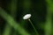 Melampodium leucanthum in nature has small white flowers