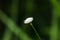 Melampodium leucanthum in nature has small white flowers